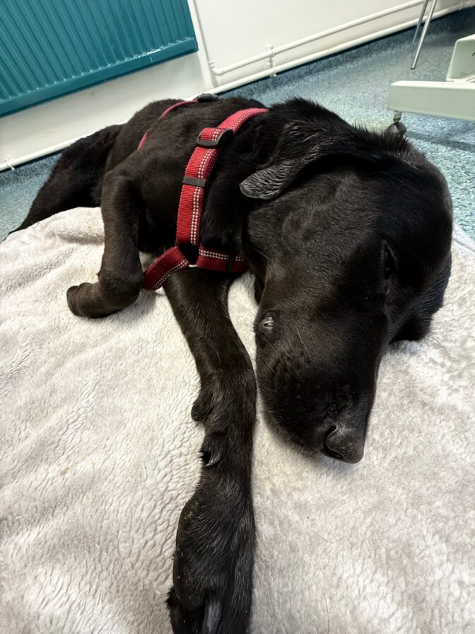 Britain Cannabis Canine Rescue
