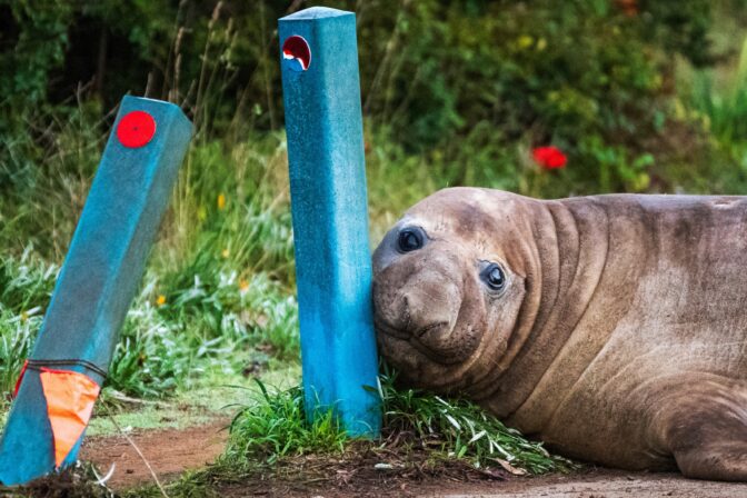 Australia Neil the Seal