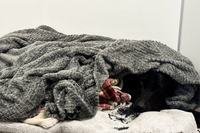 Britain Cannabis Canine Rescue