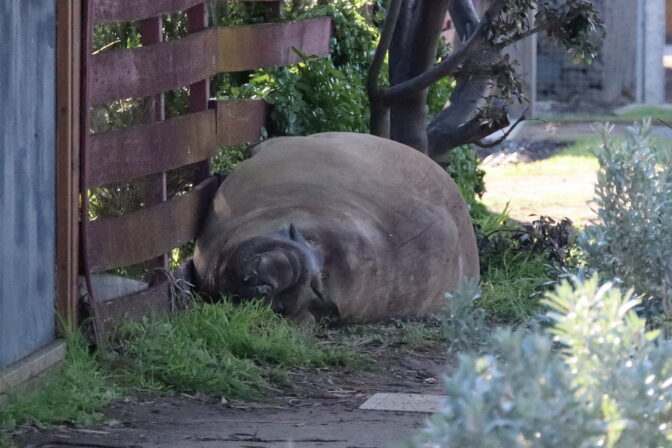 AUSTRALIA ANIMALS