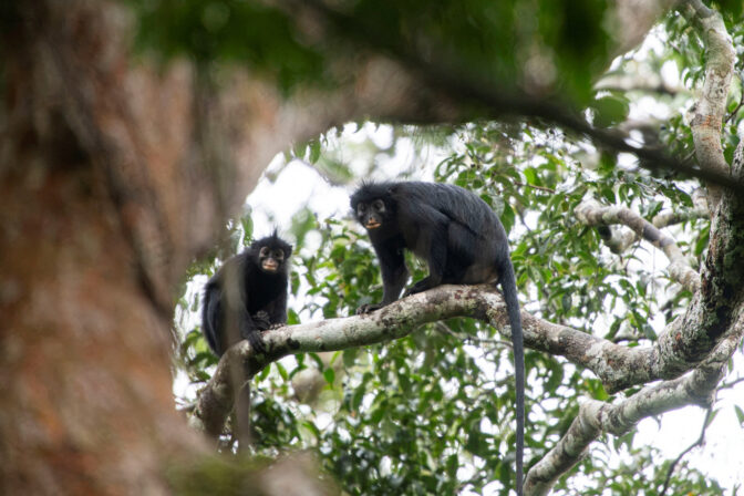 CONGO-MONKEY/