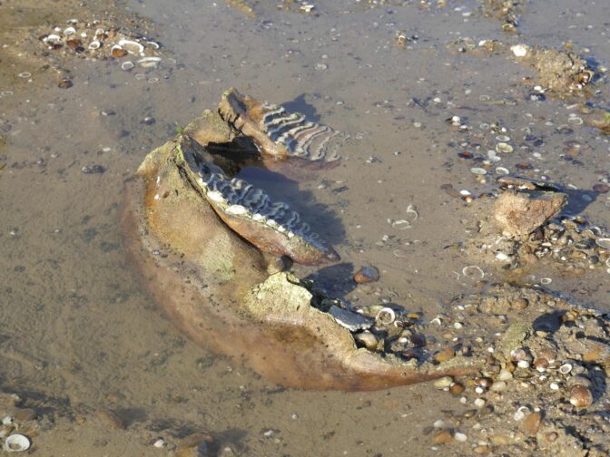 BULGARIA-SCIENCE-DROUGHT-ANIMAL-CLIMATE-HEATWAVE
