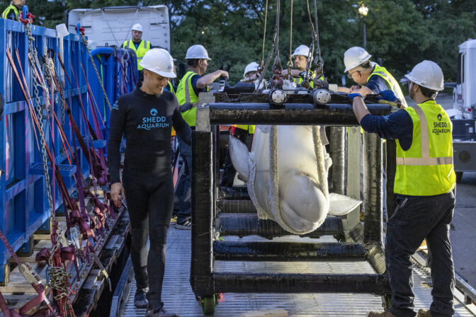 Rescue pod: Six beluga whales make astonishing air trip across North America to new home
