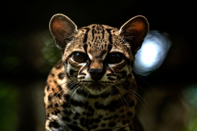 PANAMA-ZOO-ONCILLA-FEATURE