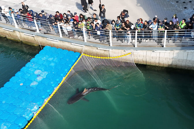 SOUTHKOREA-SHARK/