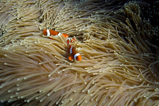 Climate Coral Reefs