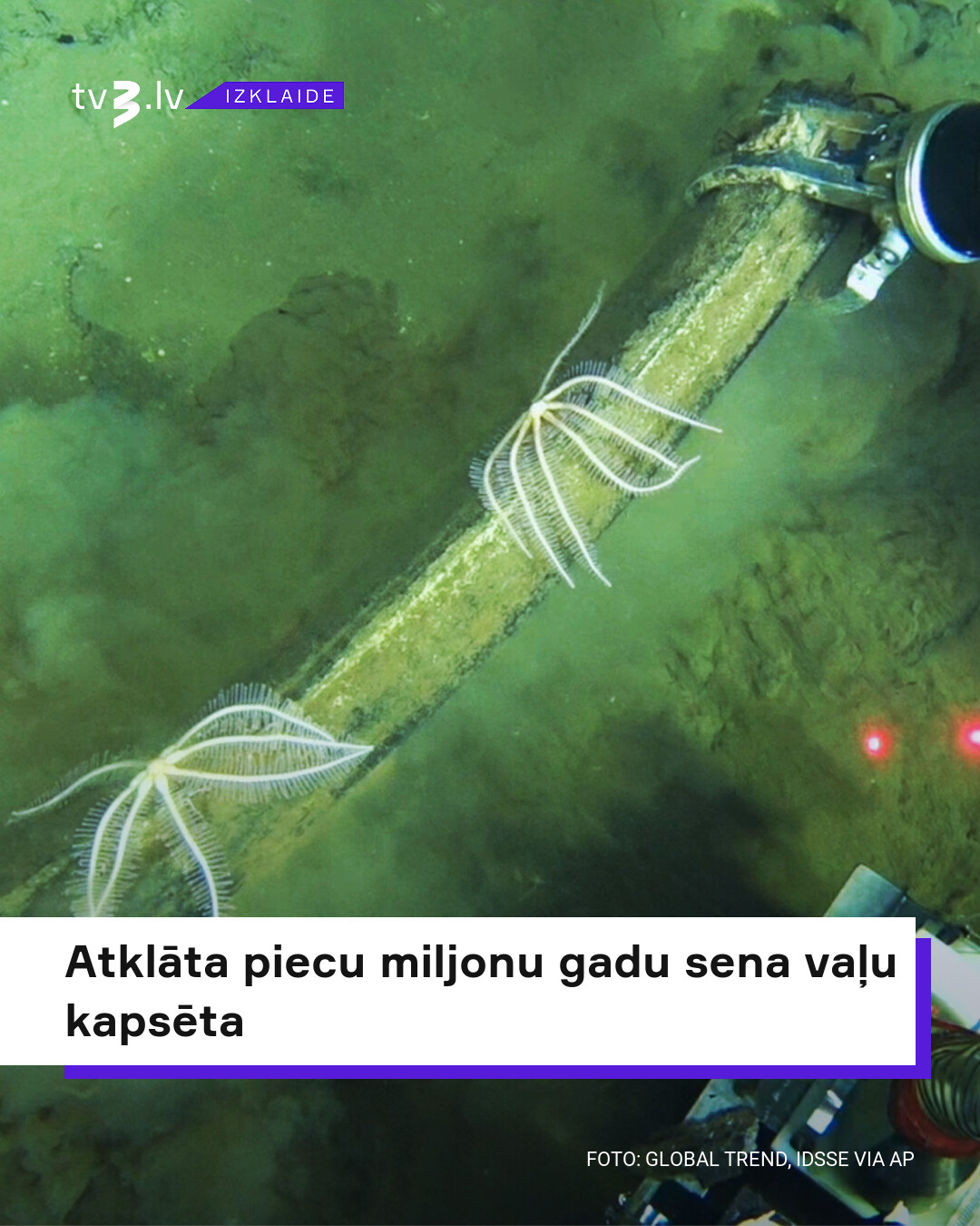 Atklāta 5 miljonu gadu sena vaļu kapsēta
