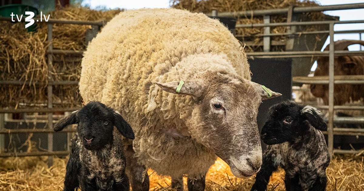 英国で「最も孤独な」羊フィオナが思いやりのある母親になった
