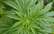 Austrijas "zaļie" sāk marihuānas legalizācijas kampaņu