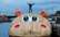Pa Temzu peld milzu nīlzirgs