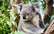 Koalas mācās apskaut politiķus