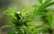 Konferencē Cannabis EXPO novērtē "zālītes" lietderību