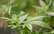 ASV galvaspilsētā sāk legalizēt marihuānu