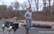 Boston Dynamics suņa robots Spots kļuvis par YouTube sensāciju