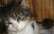 Latviešu grumpy cat Arnoldiņš meklē gādīgu saimnieku