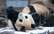 VIDEO: draiska panda kļuvusi par interneta zvaigzni