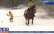 VIDEO: enerģiskā Kristīne Garklāva pirmo reizi izmēģina skijoringa priekus