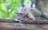 VIDEO: pērtiķēns samīļo savu labāko draugu… kaķi