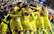 Villarreal Eiropas līgas pusfināla pirmajā spēlē izrauj uzvaru pret Liverpool
