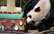 Pandas mazulis izpilda senu ķīniešu zīlēšanas tradīciju; tas, ko viņš izvēlējās, nesīs viņam veiksmi