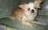 Paveic sirds darbu – adoptē suni senioru! 15 gadus vecā Ņika ir palikusi bez mājām…