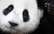 Pasaulē vecākais panda nosvinējis 31. dzimšanas dienu