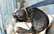 Talantīgu jūras lauvu ģimene sajūsmina ķīniešus