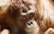 VIDEO: tu neticēsi! Orangutāns cenšas noskūpstīt grūtnieces vēderiņu