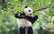 Ķīnā ļaudis pulcē pirmais milzu pandu festivāls