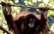 Pasaulē vecākais orangutāns nosvinējis apaļu jubileju