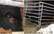 "Sadists un mazohists!" Zviedrs Lietuvas pierobežā spīdzina lopus līdz nāvei