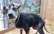 Patversme lūdz palīdzību! Suņukam vārdā Kašķītis nepieciešama ārstēšana