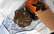 Policija Dundagas novadā atrod iespaidīgu ieroču arsenālu – pistoles, munīciju un pat ložmetēju