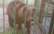 "Mežavairogos" dzīvojošajām lācenēm nepieciešama pārtika. Aicina sniegt palīdzīgu roku!