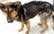 Kauli un āda vien! Siguldieši izglābj pie būdas piesietu novārgušu suni
