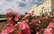 Foto: Rundāles pils dārzā uzziedējušas krāšņās puķu karalienes rozes