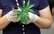 Vai medicīnisko marihuānu legalizēs arī Latvijā?