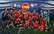 Spānijas futbolisti kļūst par Eiropas U‑21 čempioniem