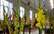 Latvijas Dabas muzejā uzmirdz krāšņās rudens karalienes – gladiolas