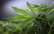 Vācijas konservatīvie apsver iespēju atbalstīt marihuānas legalizāciju