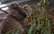 Kokmateriālu audzētavā Austrālijā atrastas desmitiem mirušas un izbadējušās koalas