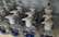 AS "Spodrība" ražo divdesmit reižu vairāk dezinfekcijas līdzekļu, bet tos tāpat izpērk