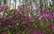 Tuvojas rododendru plaukuma laiks
