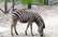 Atpūtas vietā "Buki" mirusi zebra, kas saindēta ar apmeklētāju dotajiem saldumiem