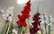 Dabas muzejā apskatāmas krāšņās rudens vēstneses – gladiolas