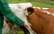 PDF pētījums: Lopkopība ir līdzvainīga bioloģiskās daudzveidības dramatiskā sarukšanā