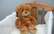 Lietā par mājās dzimušā mazmazbērna nolaupīšanu un noslepkavošanu uzklausīs papildu lieciniekus