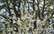 Trešdiena būs vasarīga; valsts austrumus var sasniegt dūmi no ugunsgrēkiem Krievijā