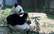 Lielā panda dzemdējusi dvīņus vecākajā zooloģiskajā dārzā Tokijā