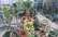 Ekskluzīva iespēja: Nacionālā Botāniskā dārza oranžērijā "Augststumbru telpaugu izstāde – pārdošana"
